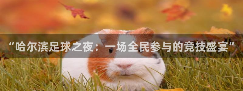“哈尔滨足球之夜：一场全民参与的竞技盛宴”