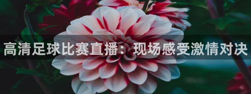  高清足球比赛直播：现场感受激情对决